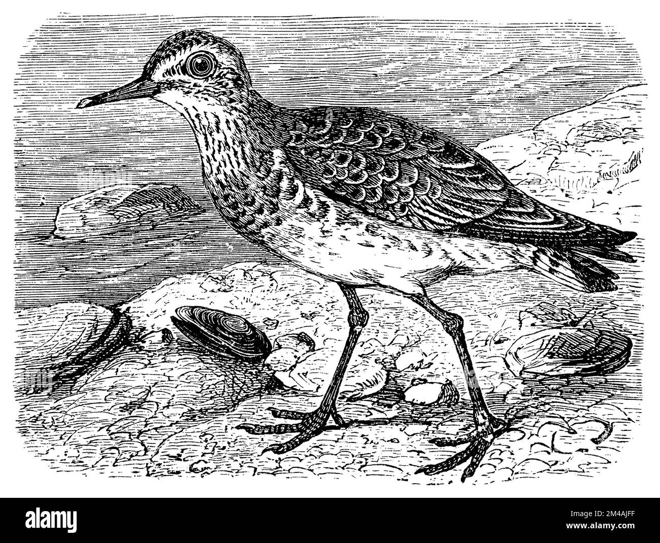 Red knot, Calidris canutus, (, ), Knutt, Bécasseau maubèche Stock Photo