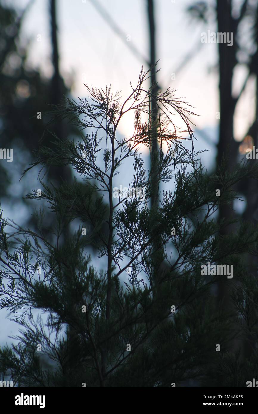 A vertical shot of trees in a forest Stock Photo - Alamy