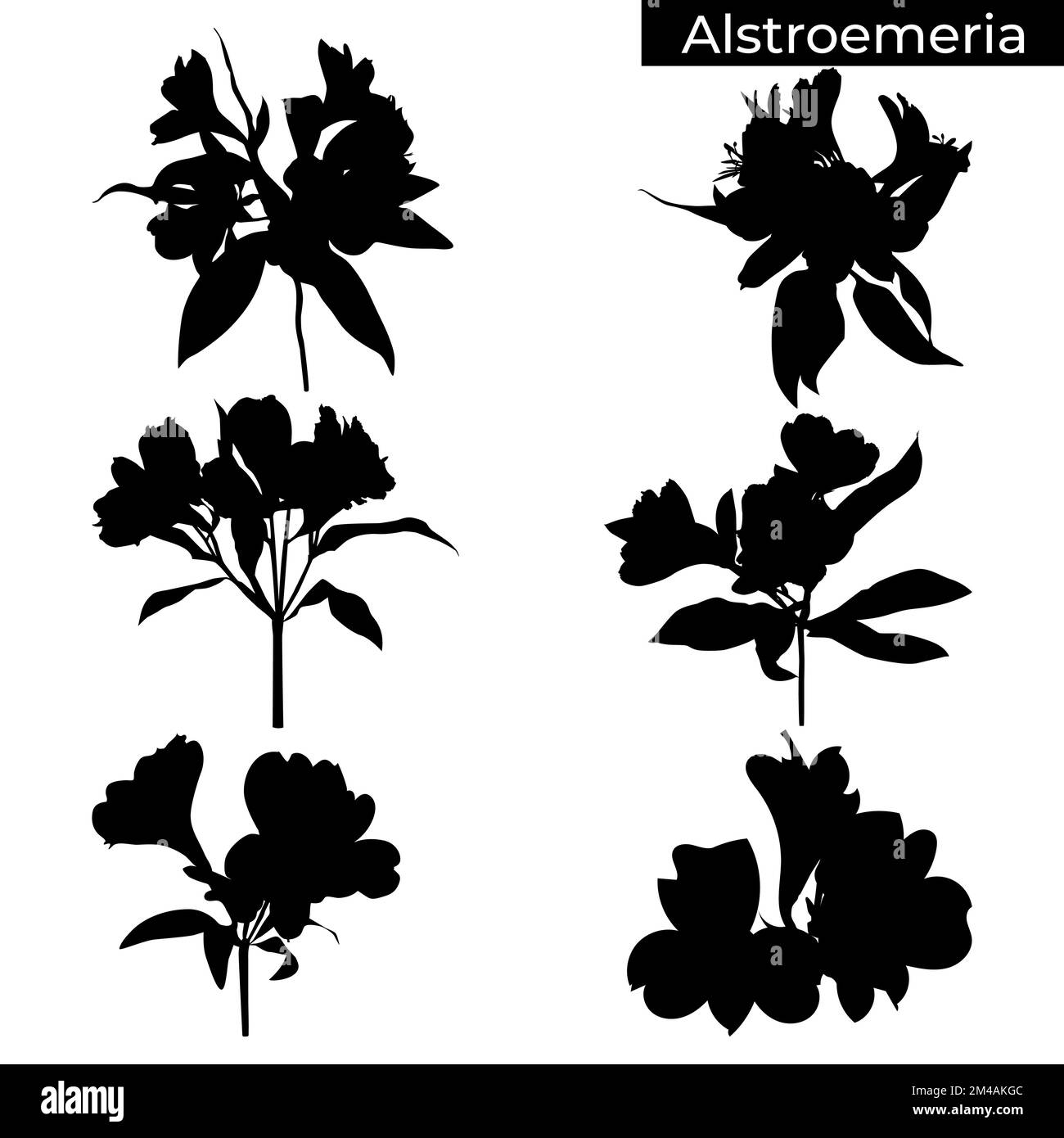 Alstroemeria Peruvian lily tropical flower black silhouettes vector illustration Stock Vector