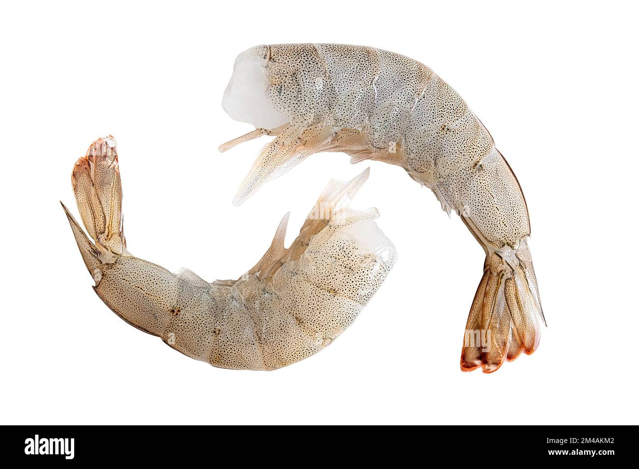 Fresh white shrimps isolated on white background Stock Photo