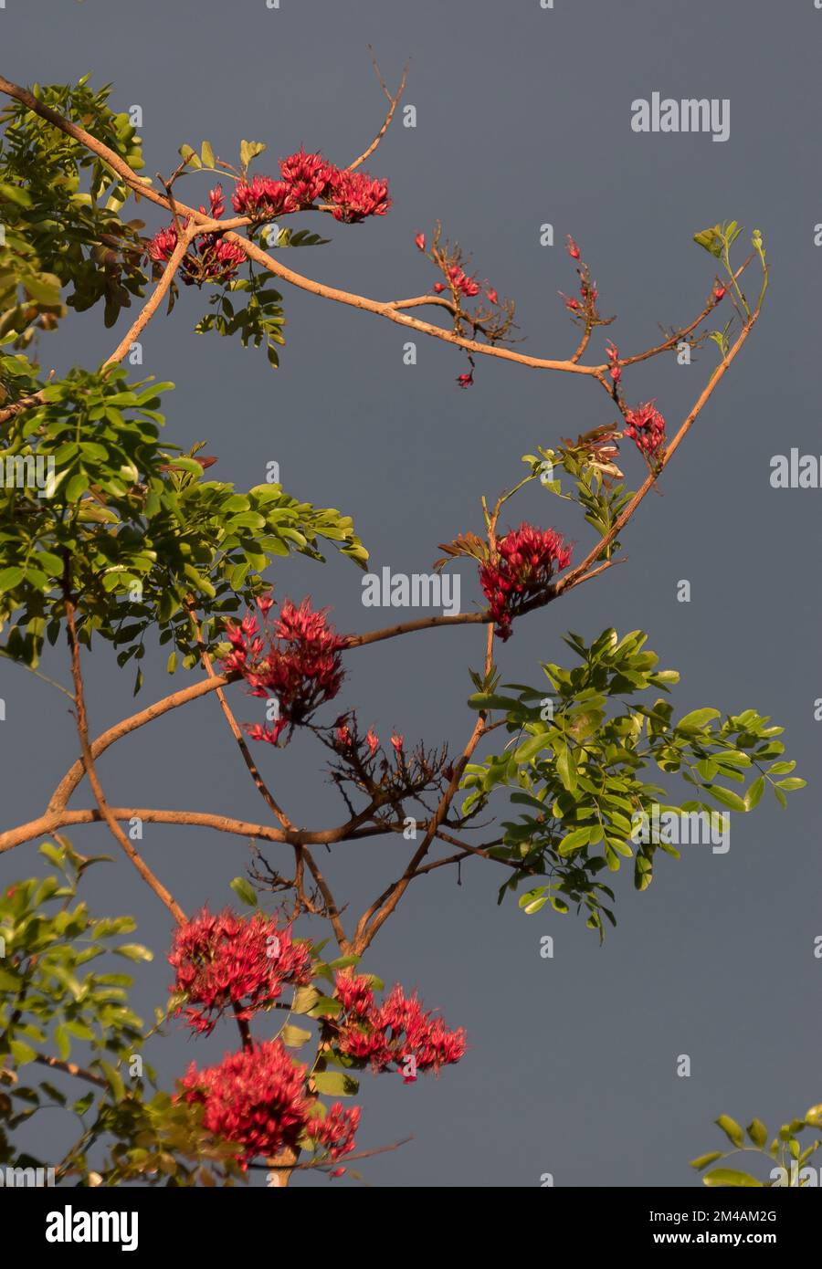 Sunlit branches of Drunken Parrot Tree, schotia brachypetala, with red flowers against dark grey stormy sky. Like oriental painting. Garden, Australia Stock Photo