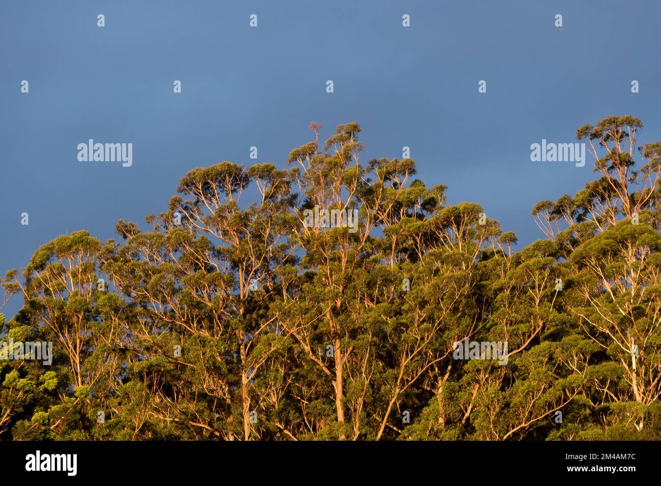 Green tree-tops of Flooded Gum trees, Eucalyptus grandis, lit by setting sun under a dark blue sky. Rainforest in Queensland, Australia. Copy space. Stock Photo