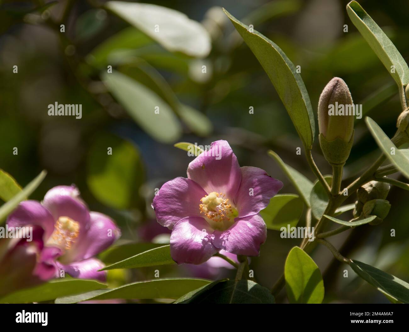 Pink blossom of Norfolk Island Hibiscus tree, Lagunaria patersonia, in Queensland, Australia. Shiny petals with yellow pistil. Green leafy background. Stock Photo