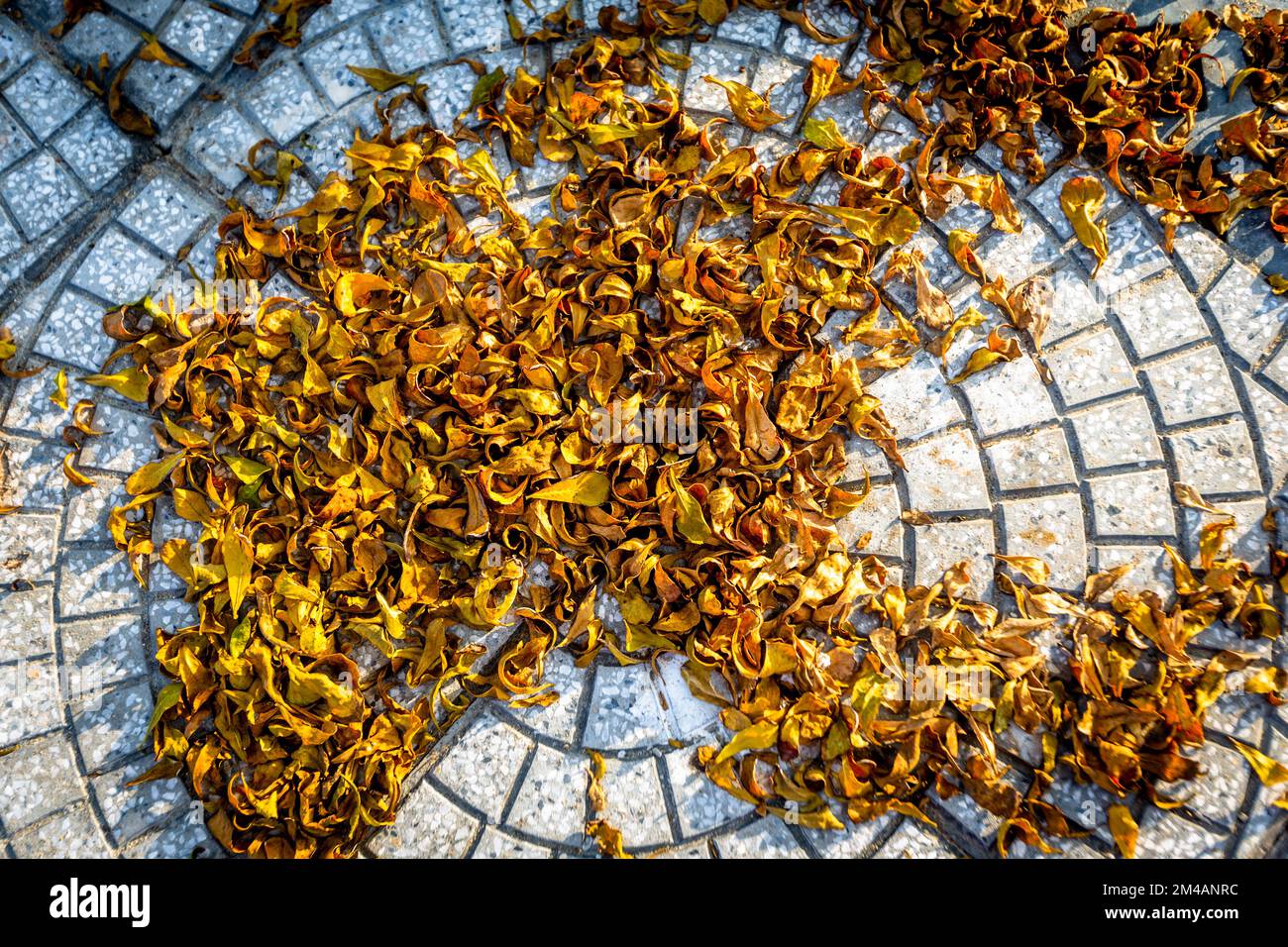 A circle design of paving bricks from overhead of dead golden leaves that fell on the ground. Stock Photo