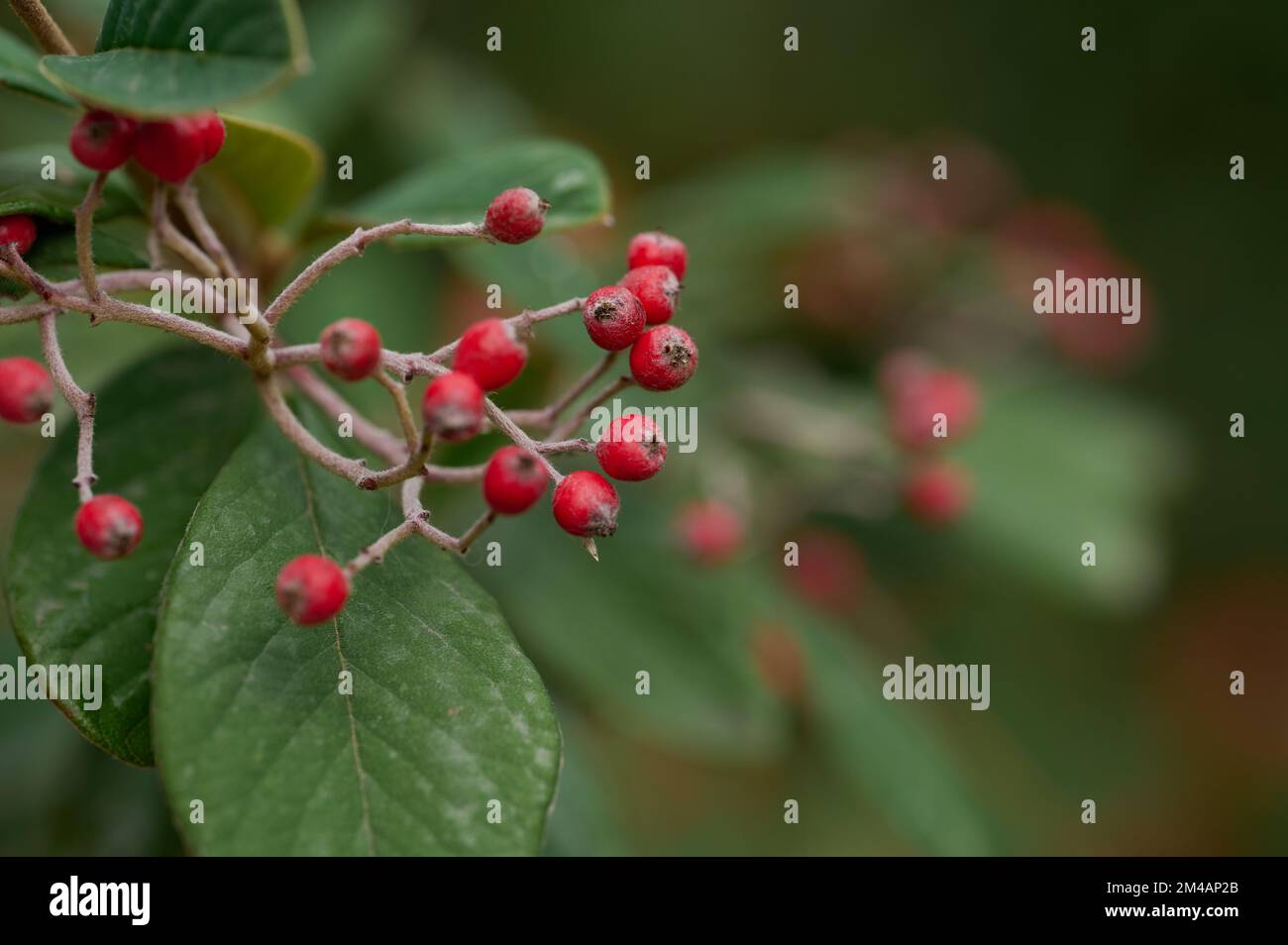 Closeup of small red berries on branches of late cotoneaster tree with green leaves growing in forest Stock Photo