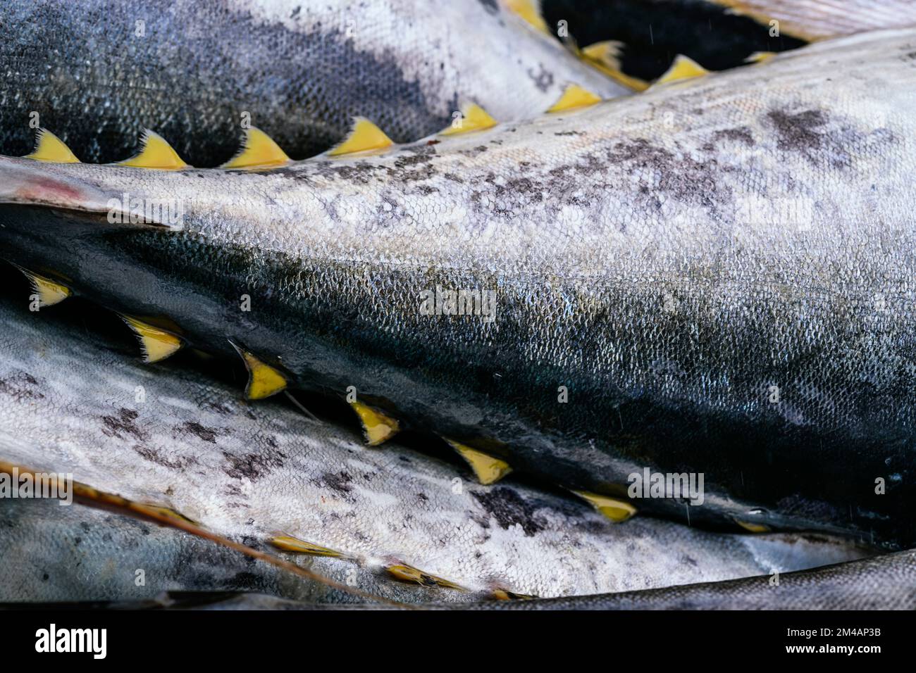 From above closeup tails of fresh yellowfin tuna placed on stall on seafood market Stock Photo
