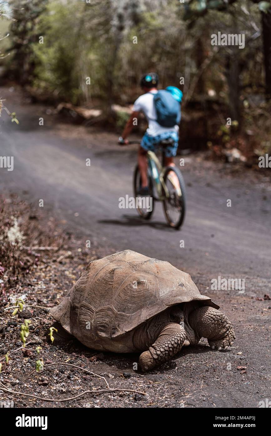 Galapagos giant tortoise hiding in shell near dusty road with bicyclist on summer day in tropical countryside Stock Photo