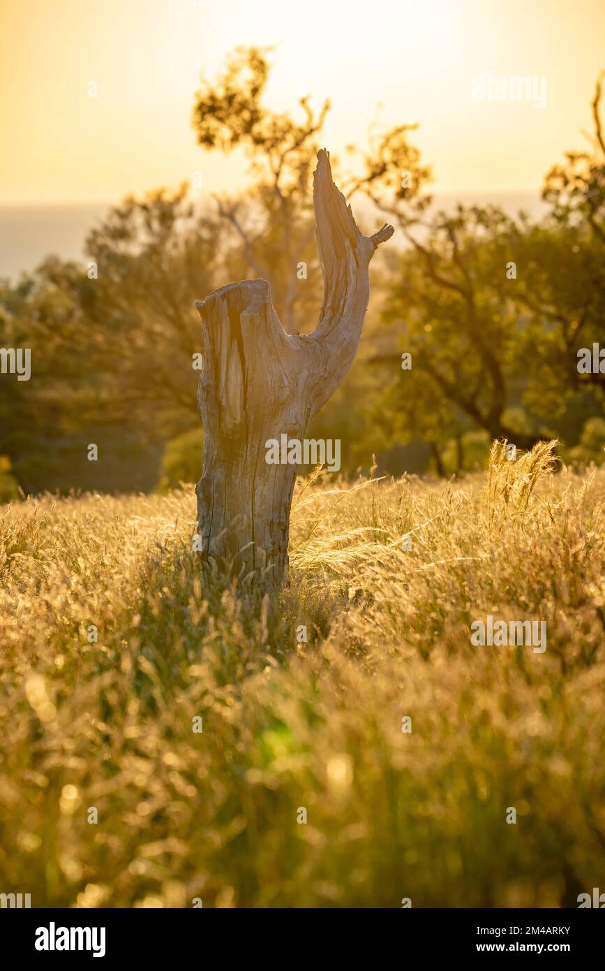 The stump of a dead Western Bloodwood tree (Corymbia terminalis) stands among the native Mitchell Grass (Astrebla lappacea) in golden morning light Stock Photo