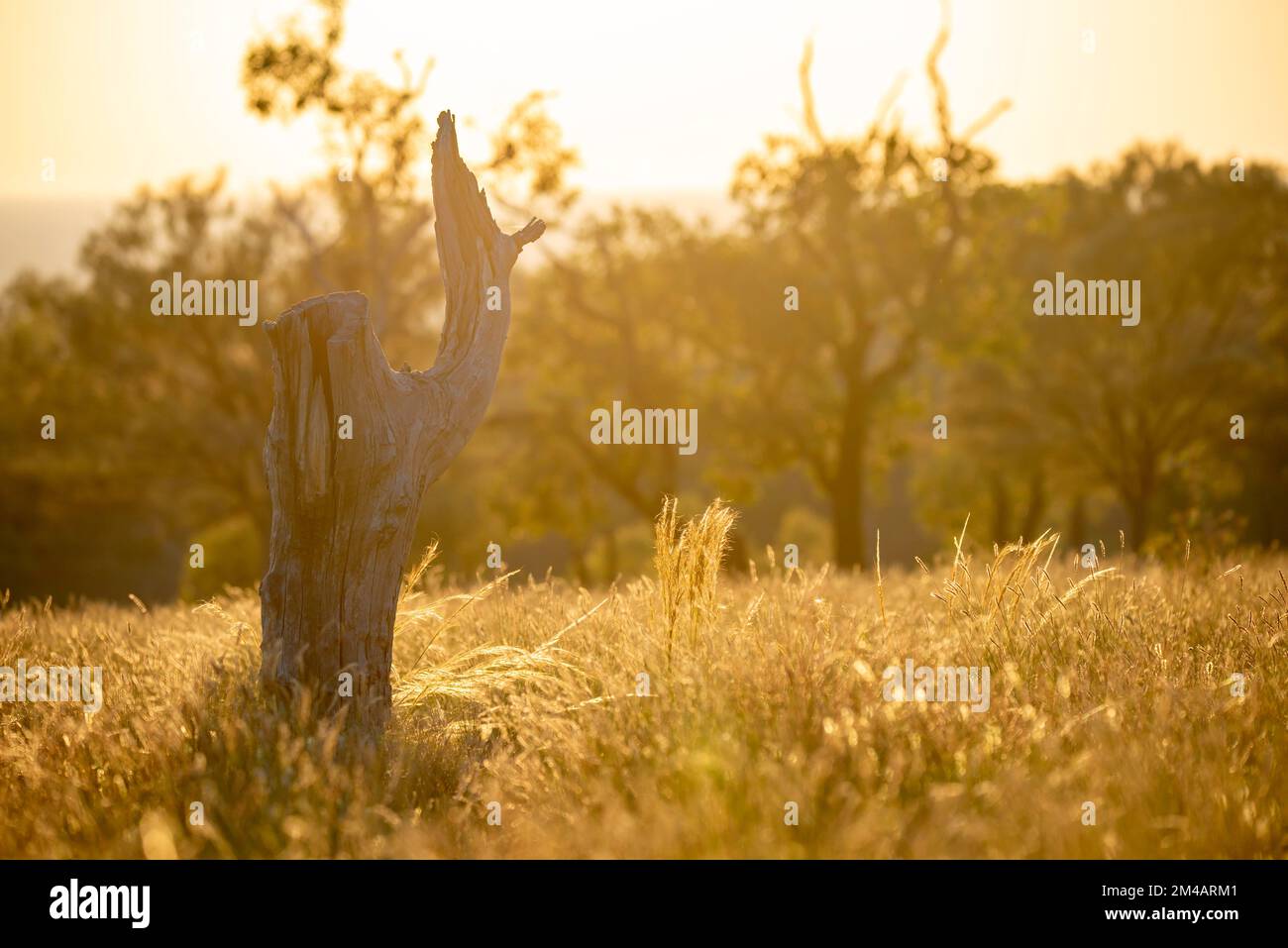 The stump of a dead Western Bloodwood tree (Corymbia terminalis) stands among the native Mitchell Grass (Astrebla lappacea) in golden morning light Stock Photo
