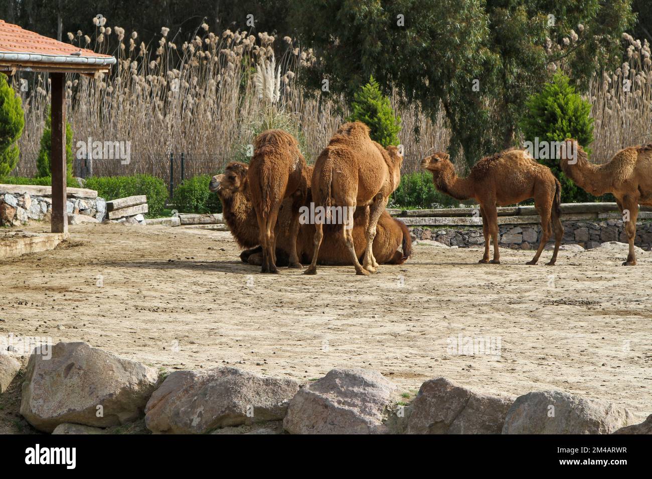 İzmir, Turkey - March 31 2013: many brown camels, in the zoo Stock Photo