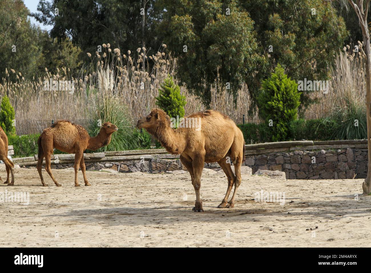 İzmir, Turkey - March 31 2013: many brown camels, in the zoo Stock Photo