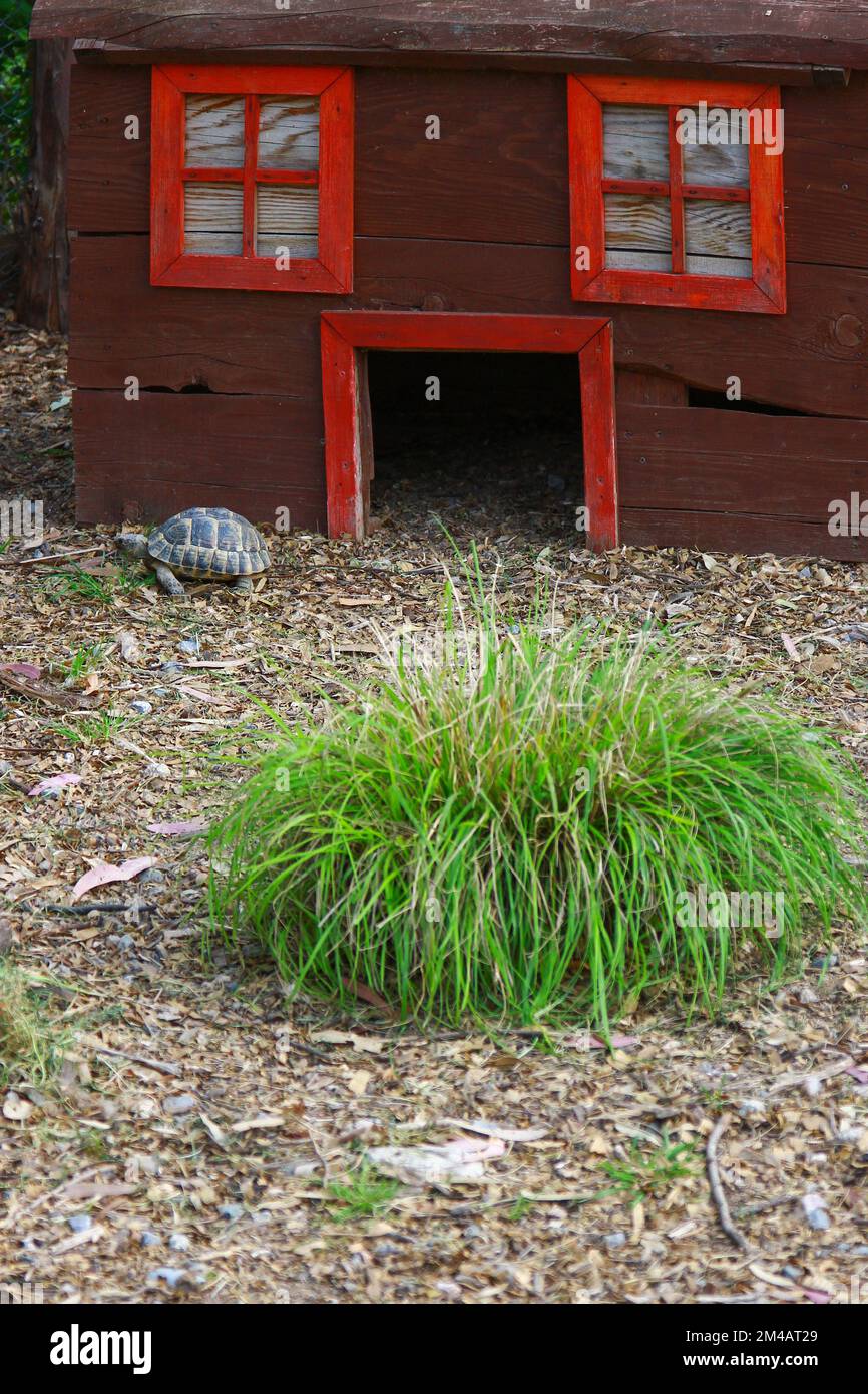 İzmir, Turkey - March 31 2013: The turtle and its house in the zoo Stock Photo