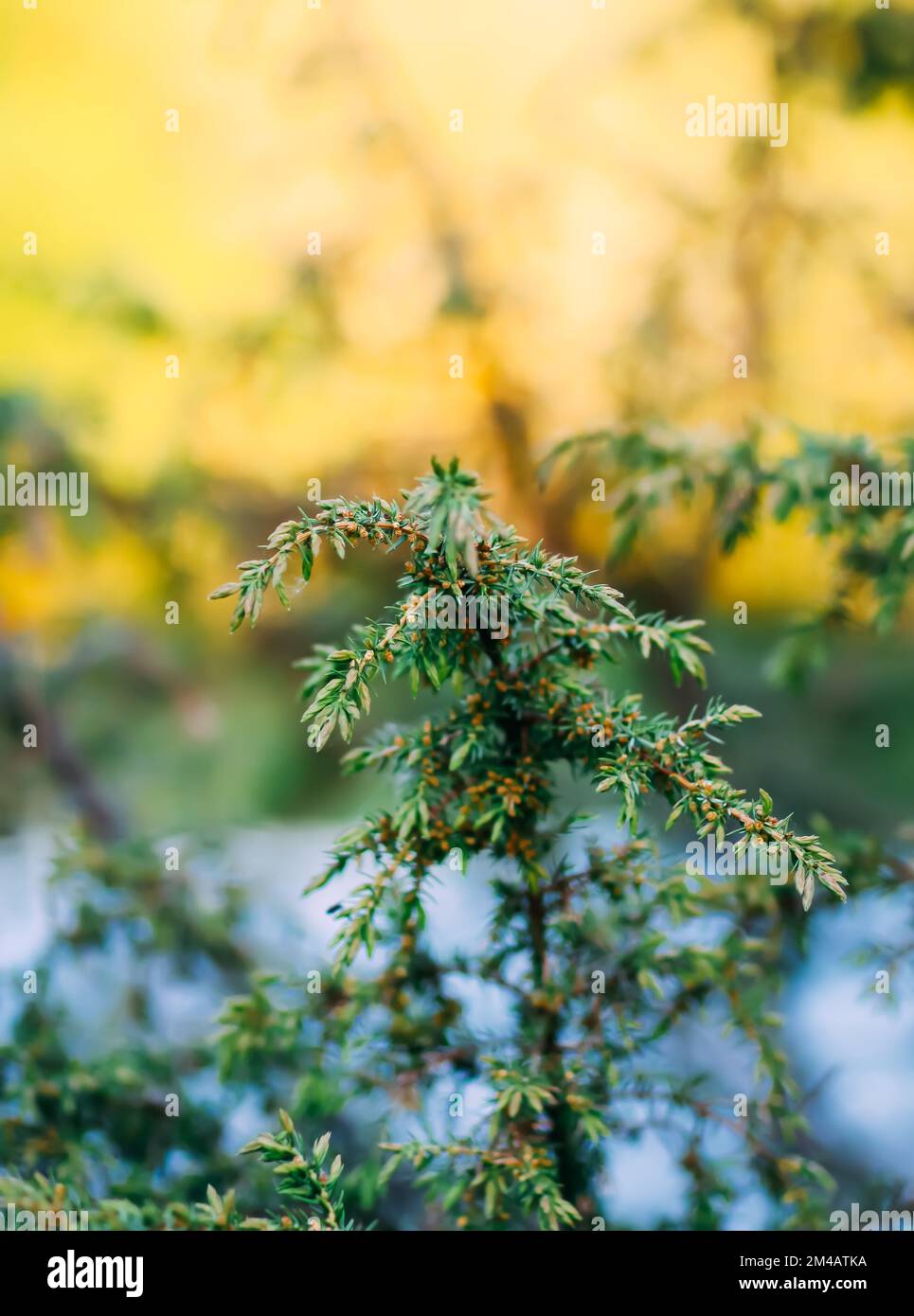 Juniper evergreen tree close up Stock Photo Alamy