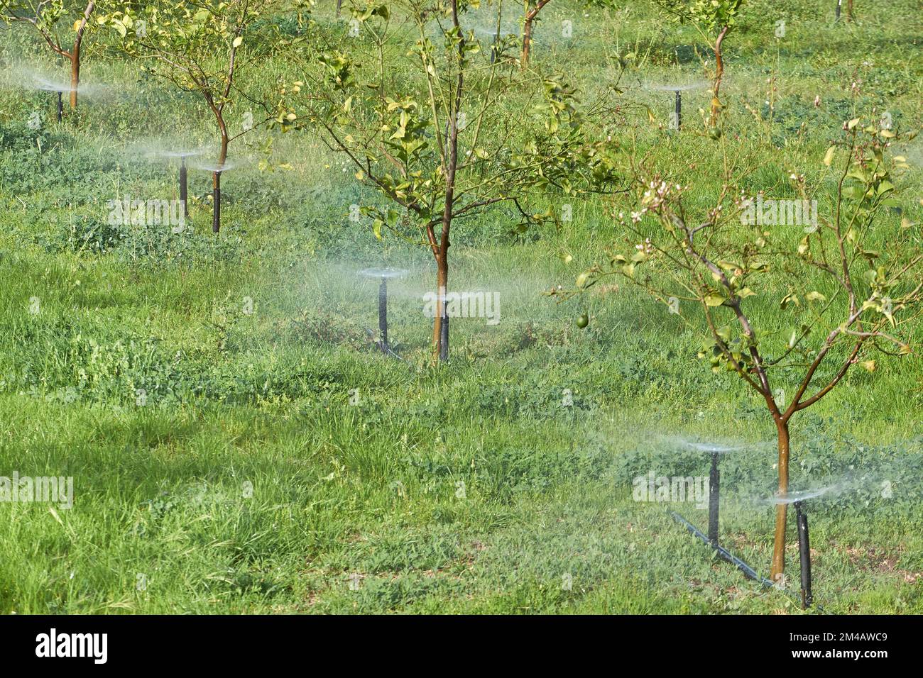 Irrigation, summertime sprinkling, fruit trees, green meadow in an orchard, Peloponnese, Greece Stock Photo