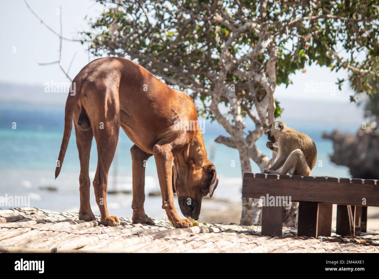 Monkey Mixed With A Dog