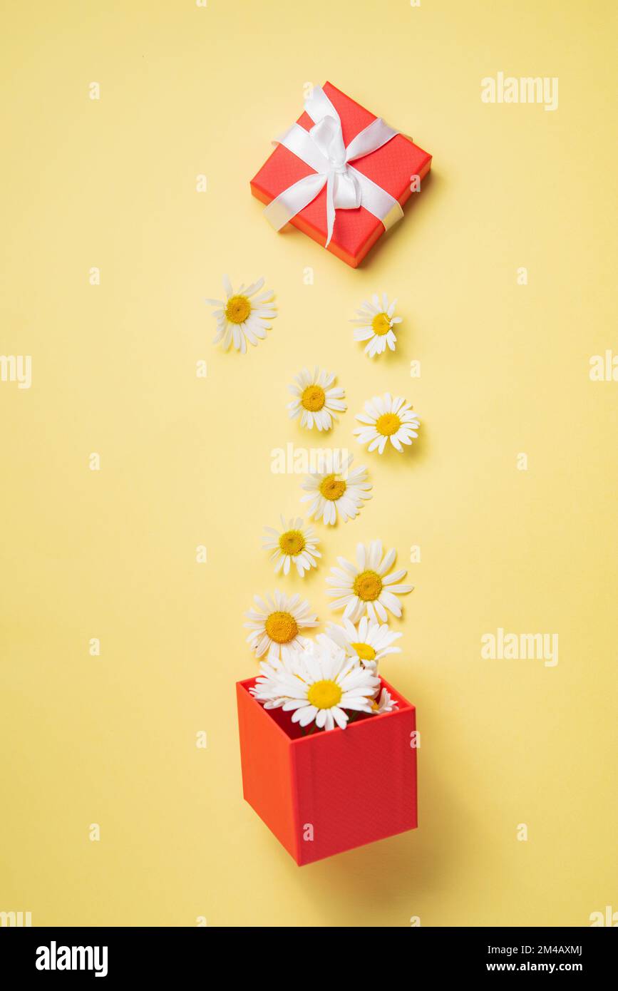 Concept present. Beautiful chamomile  flowers fly out of a red box on a yellow background. Top view image Stock Photo
