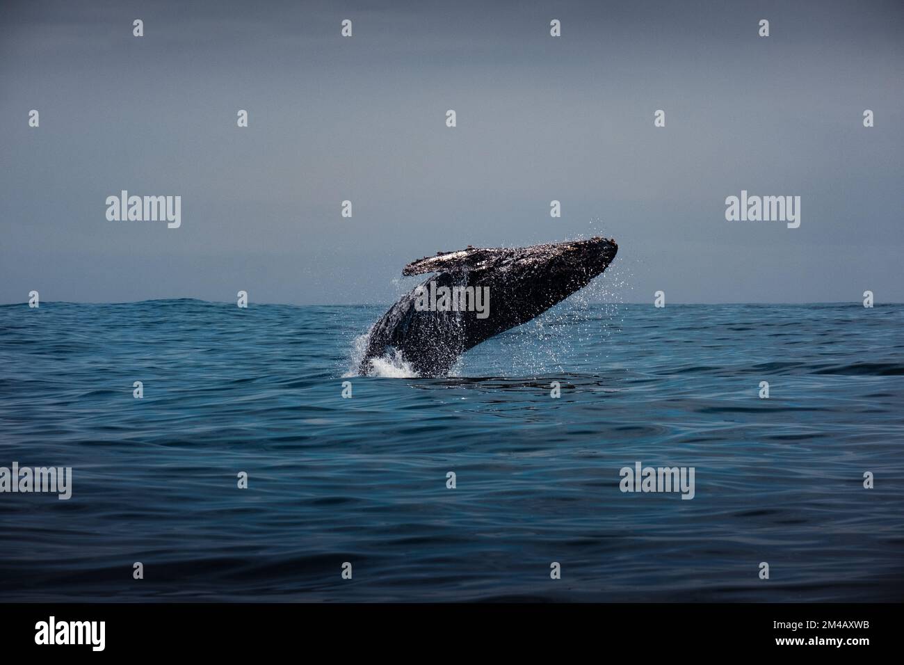 Humpback whale wallpaper hi-res stock photography and images - Alamy