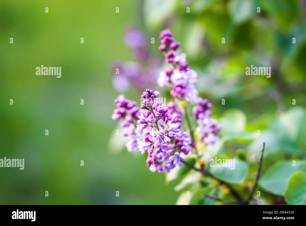 The Lilac
