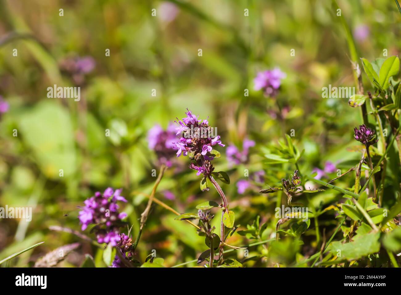 Thyme medical plants. Aromatic ingredient for cooking and herbal tea
