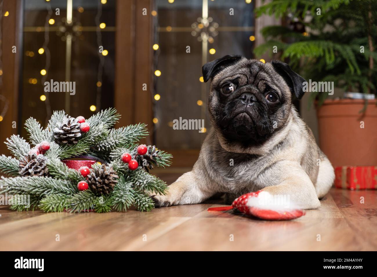A cute pug sits near a Christmas tree. Christmas, New Year and dogs, pets. Stock Photo
