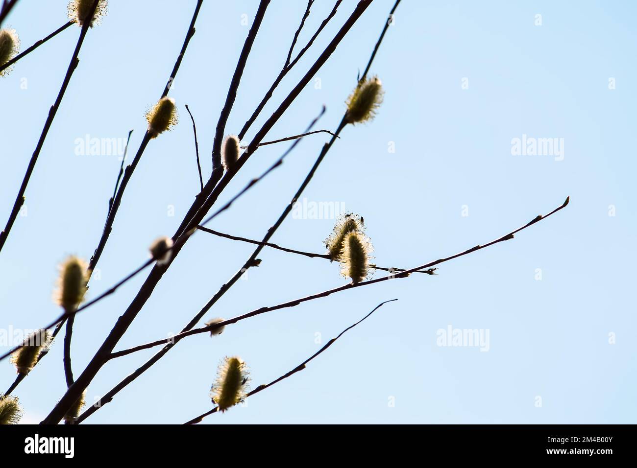Willow tree branches on spring sky background Stock Photo - Alamy