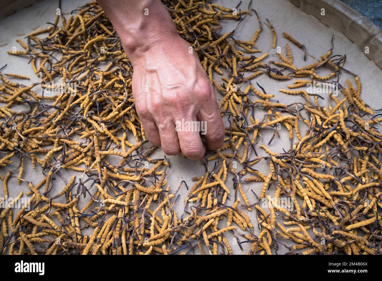 Selecting the Caterpillar Fungus or Yartsa Gunbu (Ophiocordyceps sinensis) for sale. The caterpillar fungus is considered an aphrodisiac and a cure-al Stock Photo