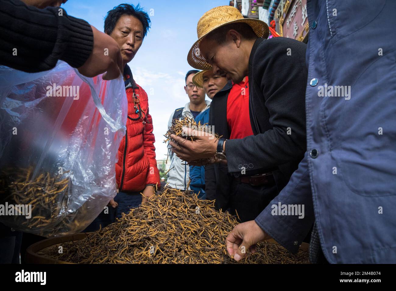 Sale of Yartsa Gunbu (Ophiocordyceps sinensis), the caterpillar fungus considered an aphrodisiac and a cure-all for any ailment in both traditional Ch Stock Photo