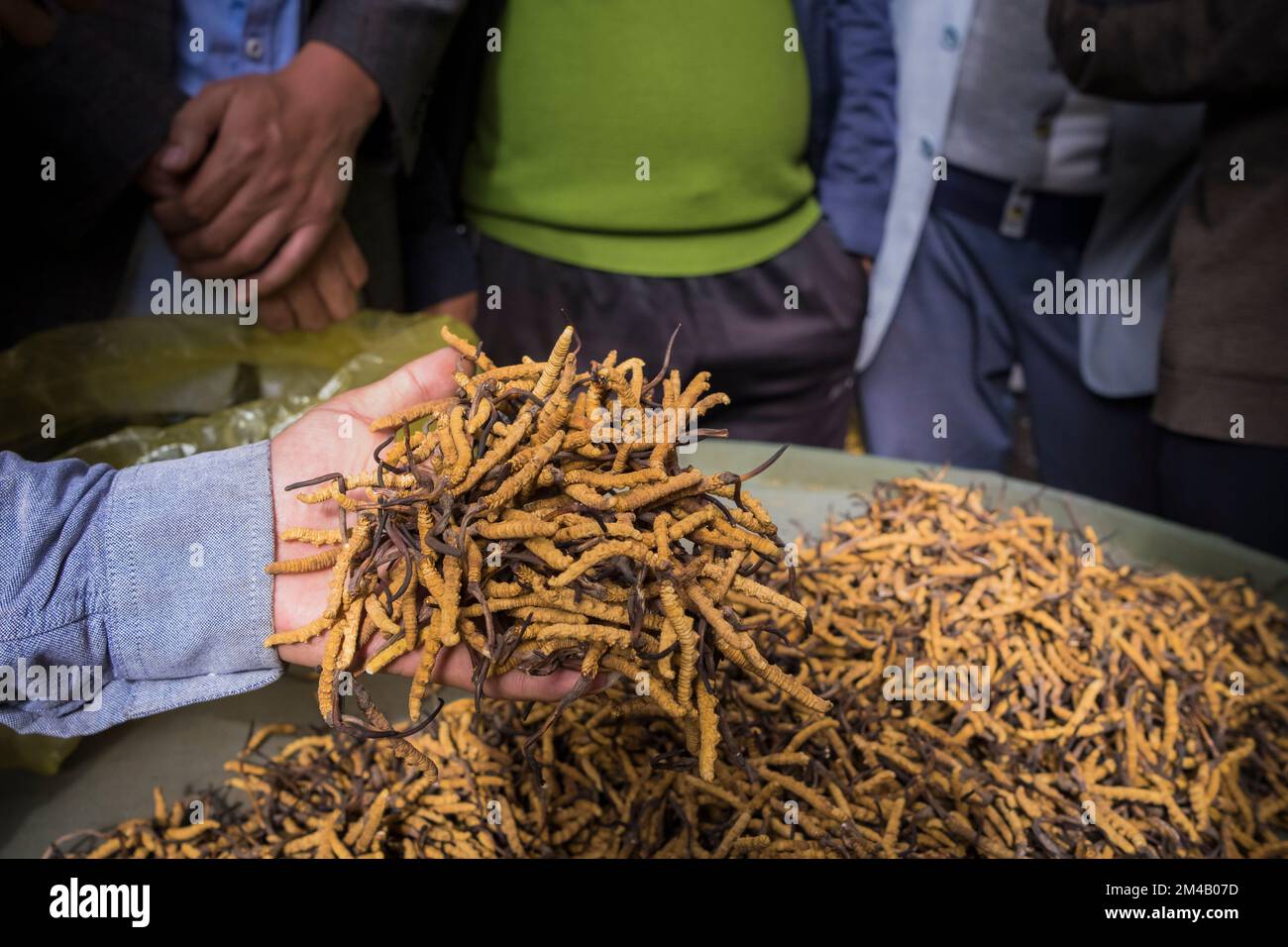 Selecting the Caterpillar Fungus or Yartsa Gunbu (Ophiocordyceps sinensis) for sale. The caterpillar fungus is considered an aphrodisiac and a cure-al Stock Photo