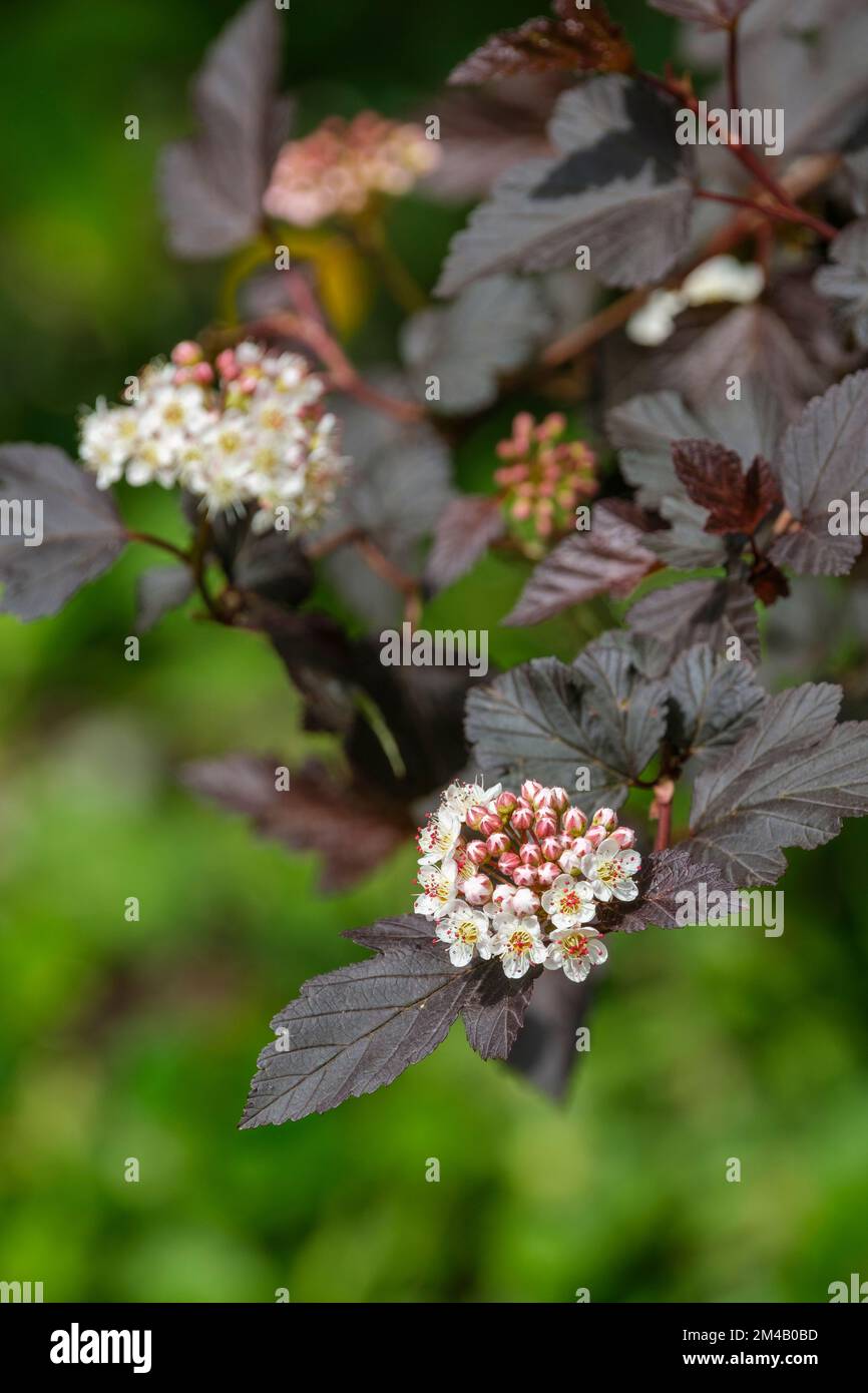 Physocarpus opulifolius Diabolo, Physocarpus opulifolius Monlo