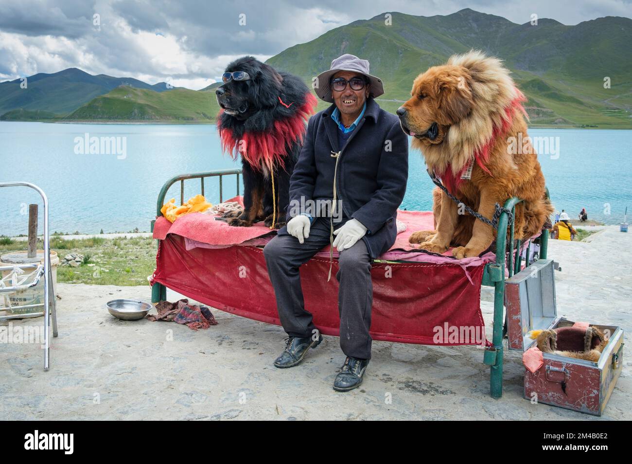 A Tibetan man poses with his Tibetan mastiffs, that he rents out for tourists to take pictures with them. Tibet Autonomous Region. China. Stock Photo