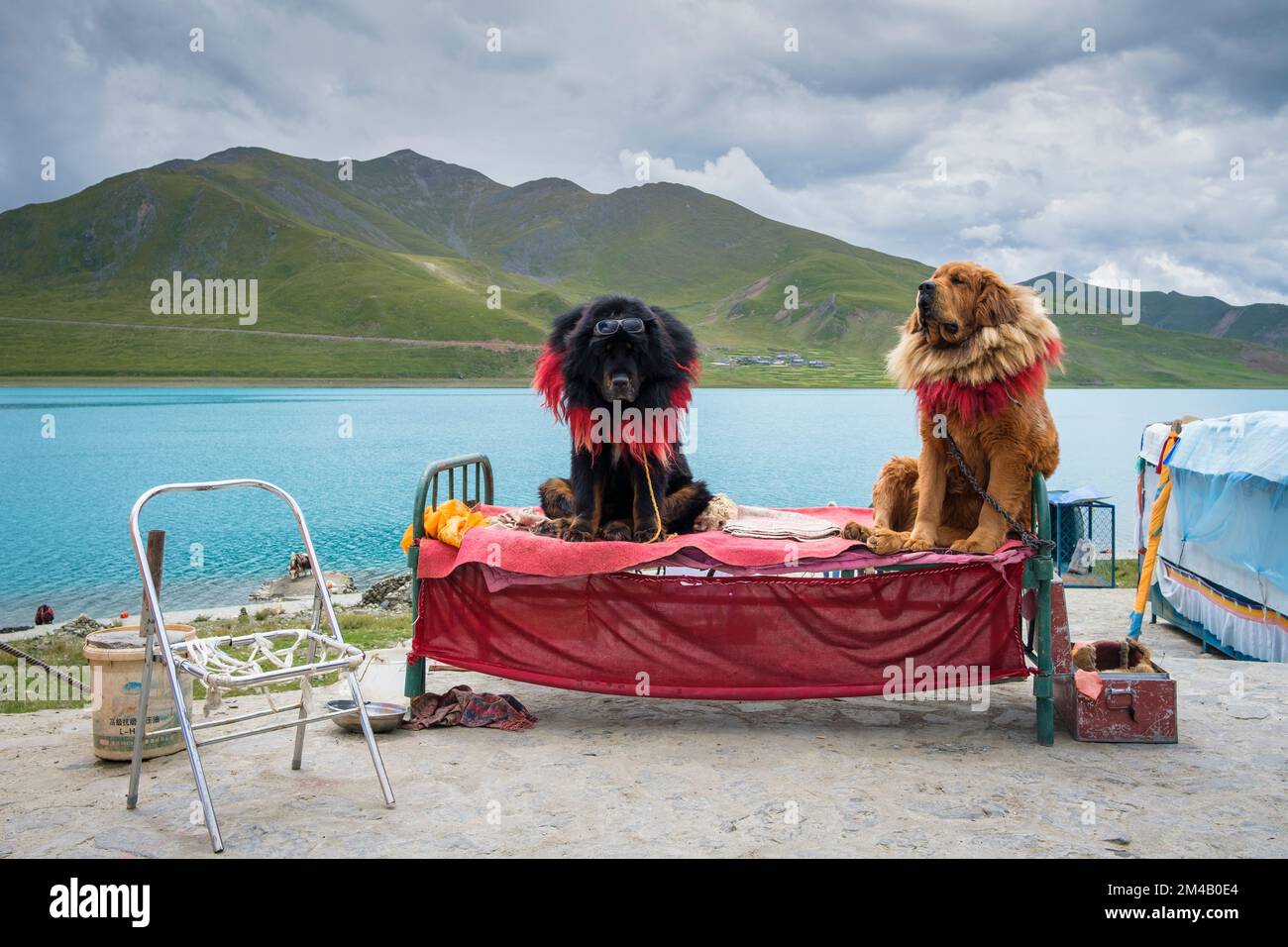 Two Tibetan mastiffs sitting on an old bed, waiting for a tourist to pay to be photographed with them. Tibet Autonomous Region. China. Stock Photo