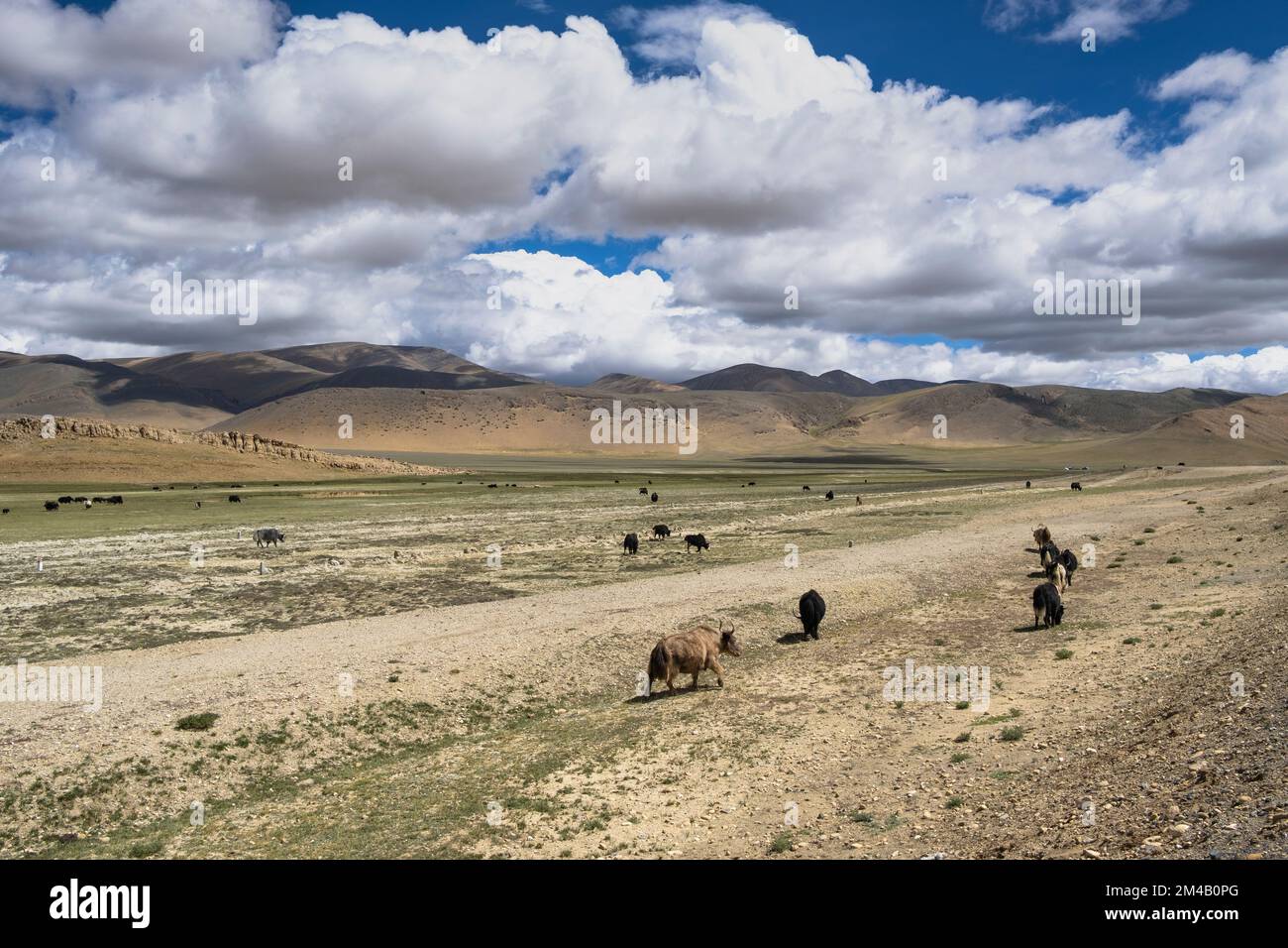 Herd of yaks grazing. Tibet Autonomous Region. China. Stock Photo