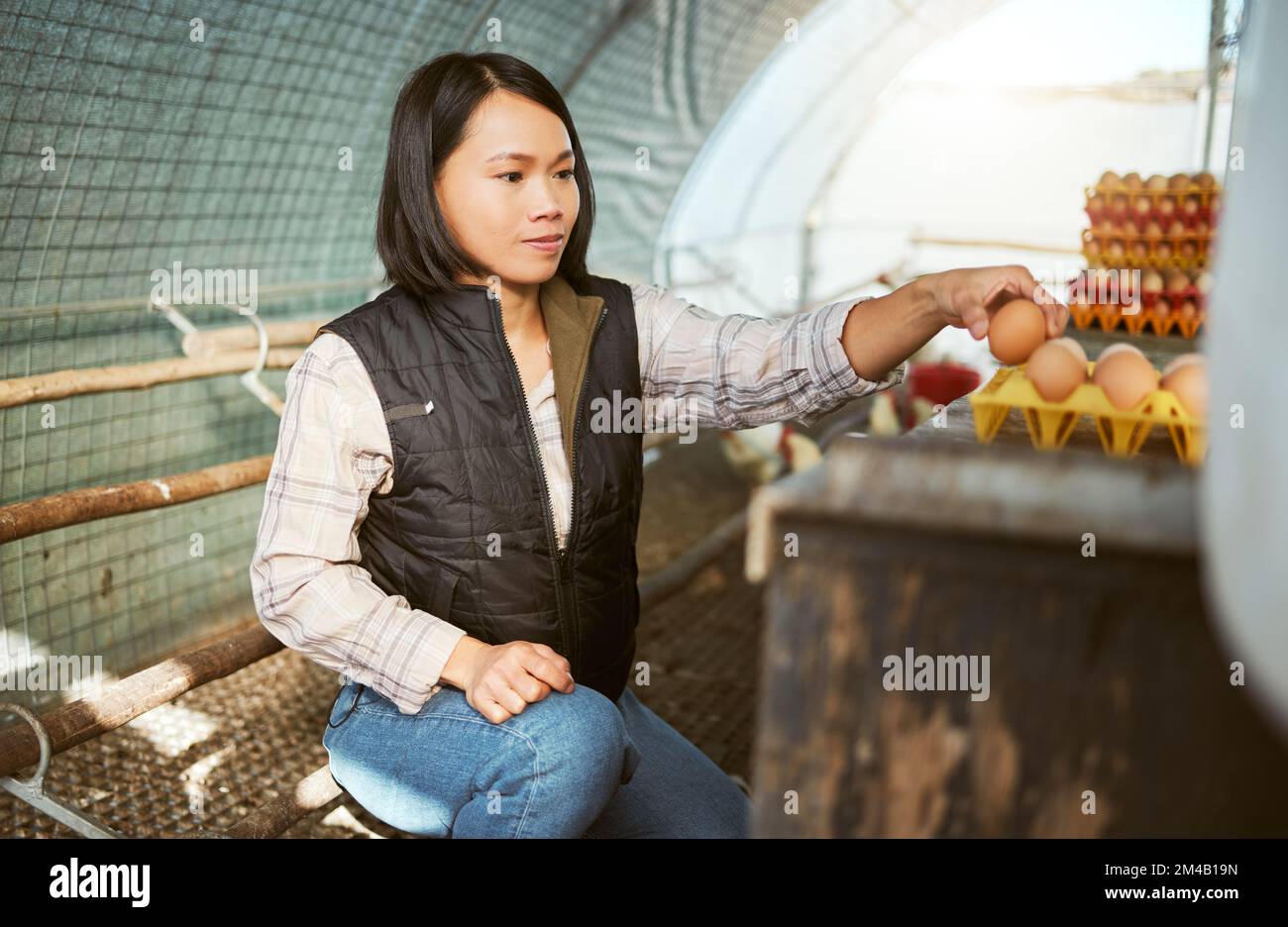 Farmer, chicken eggs and asian woman working on countryside farm for food sustainability, agriculture ecology and small business. Organic farming Stock Photo