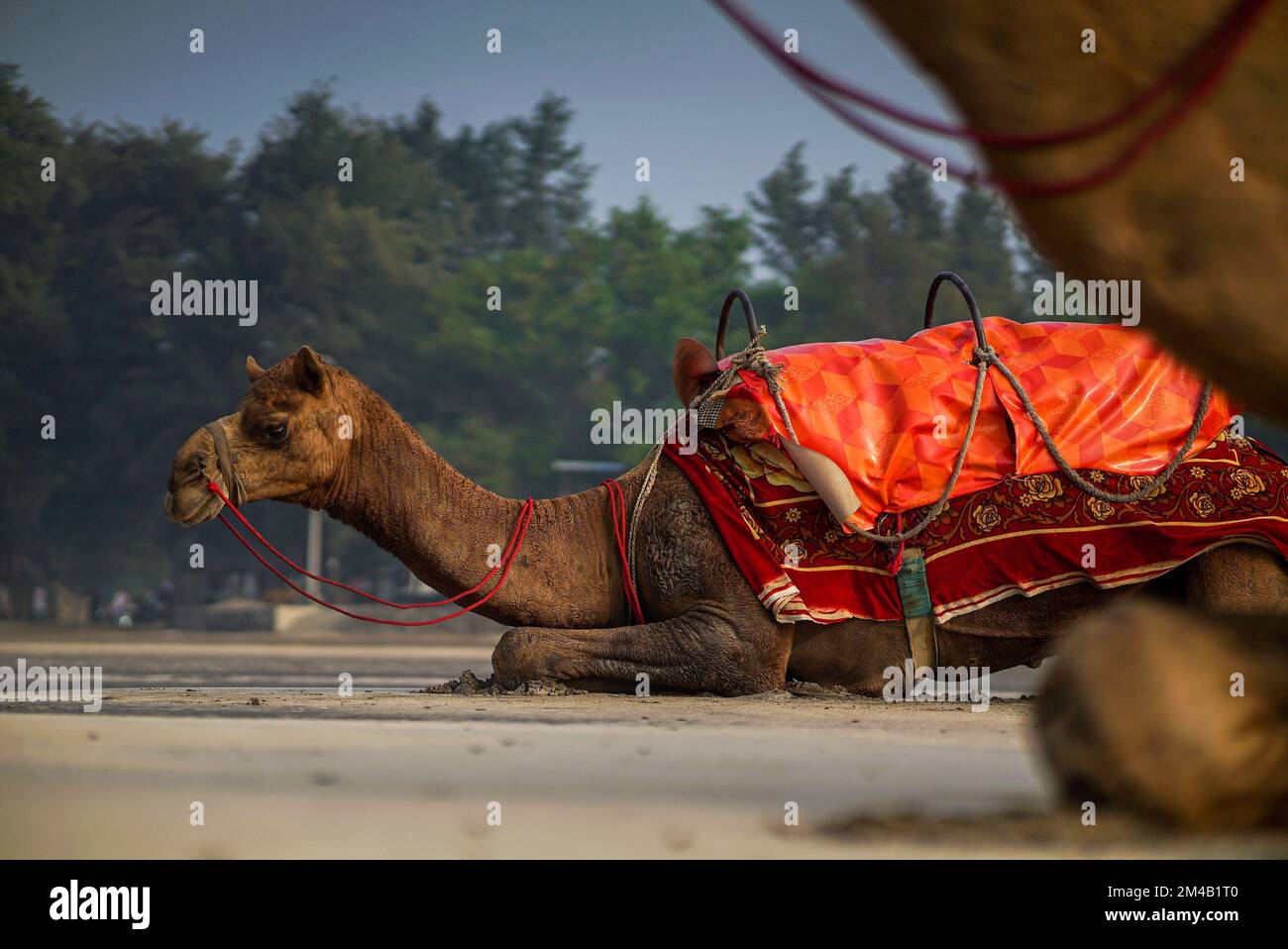Outdoor adventure park camel hi-res stock photography and images - Alamy