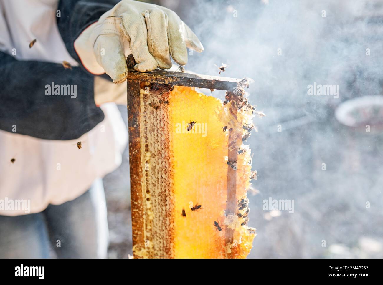 Beekeeper, hands and person with honeycomb frame at farm outdoors. Beekeeping, smoke and owner, employee or worker getting ready to harvest natural Stock Photo