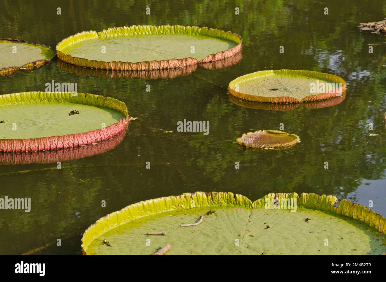 Platelike big green leaves swimming on a little lake in Kolkata