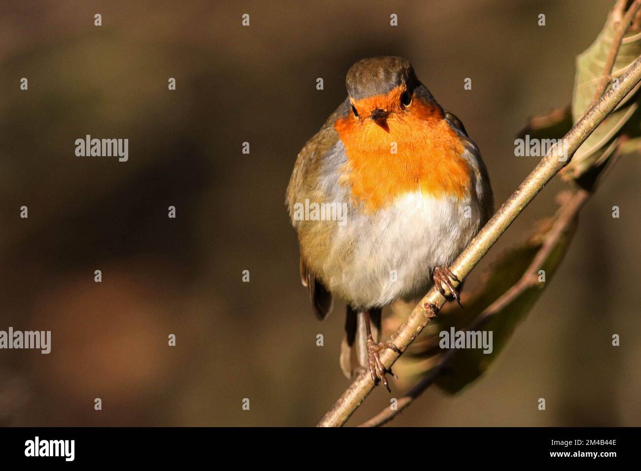 Puffed up bird hires stock photography and images Alamy