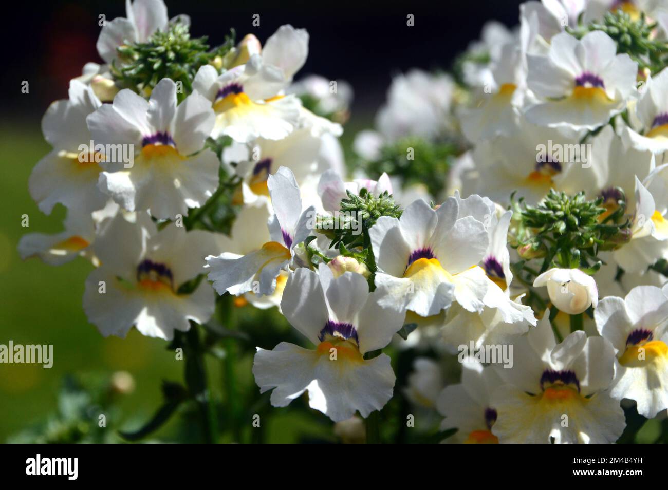 White/Yellow Nemesia 'Lyric White' Flowers grown in a Border in an