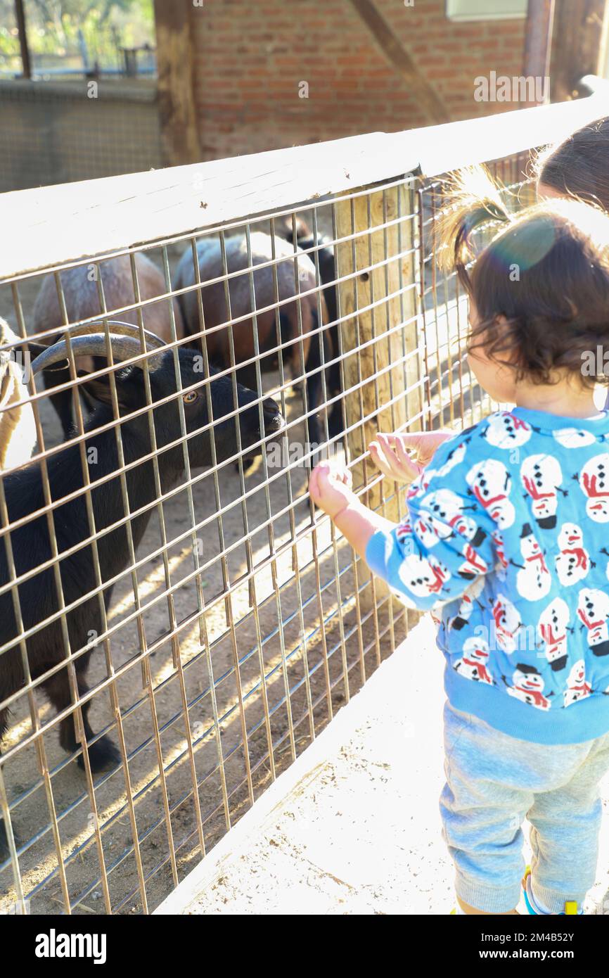 Kid loving goats behind fence, black goats, animal loving family in zoo Stock Photo