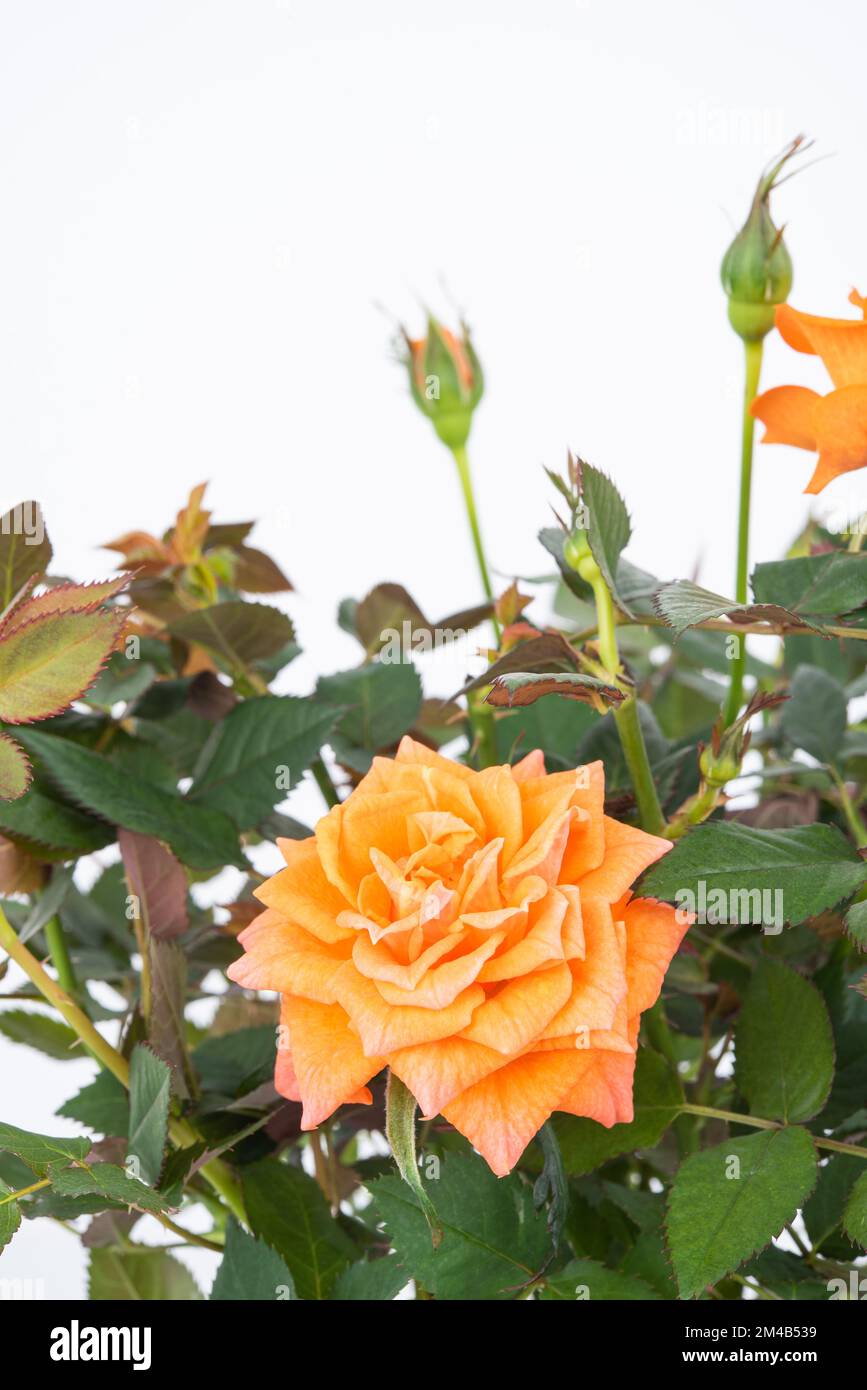 Beautiful tea rose bush with orange flowers on an isolated background