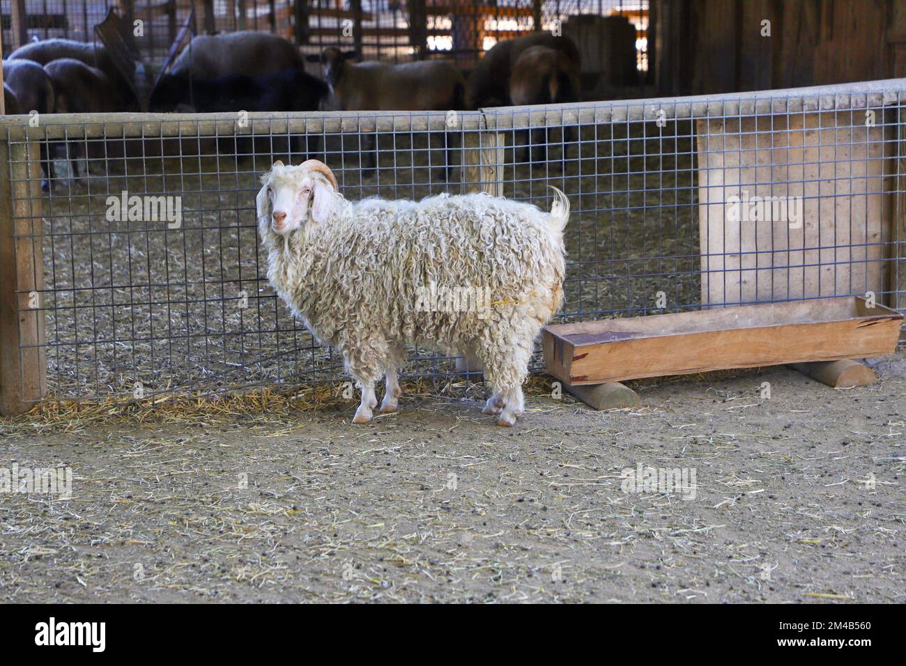 At the zoo, behind the fence, a sheep, white curly-haired, horned sheep Stock Photo