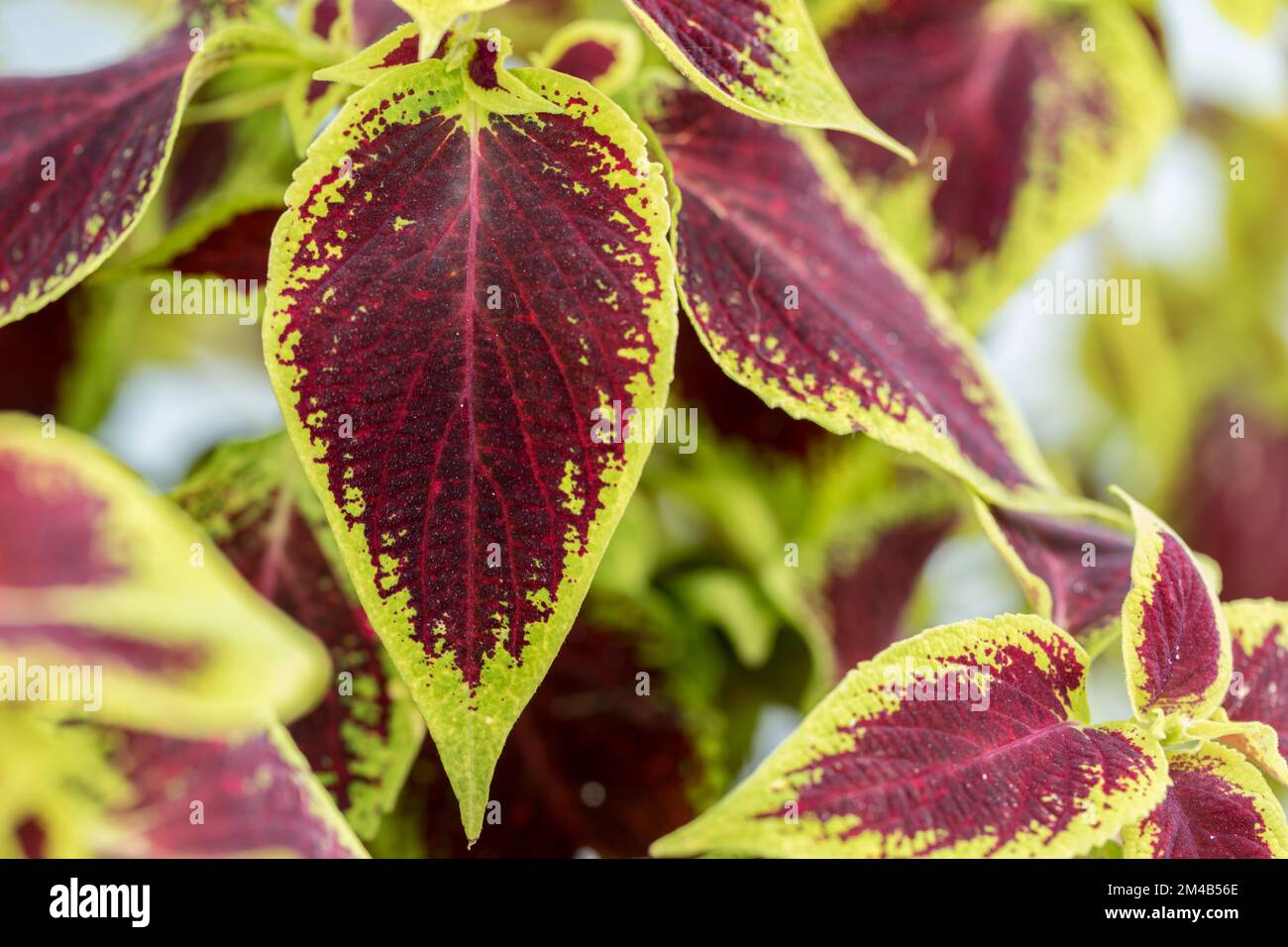 Colorful Indian nettle, blume's coleus, decorative element, plant ...
