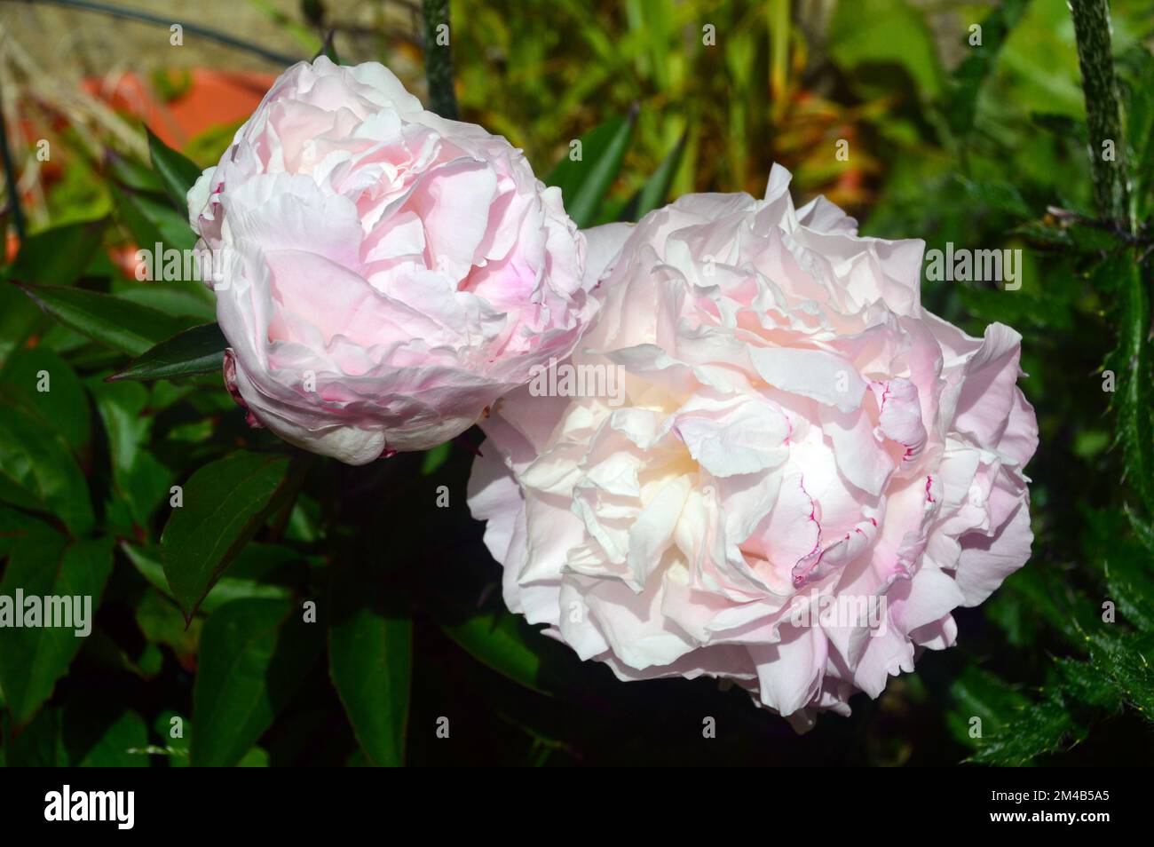 Pair of Large White/Pink Paeonia lactiflora 'Shirley Temple' (Peony