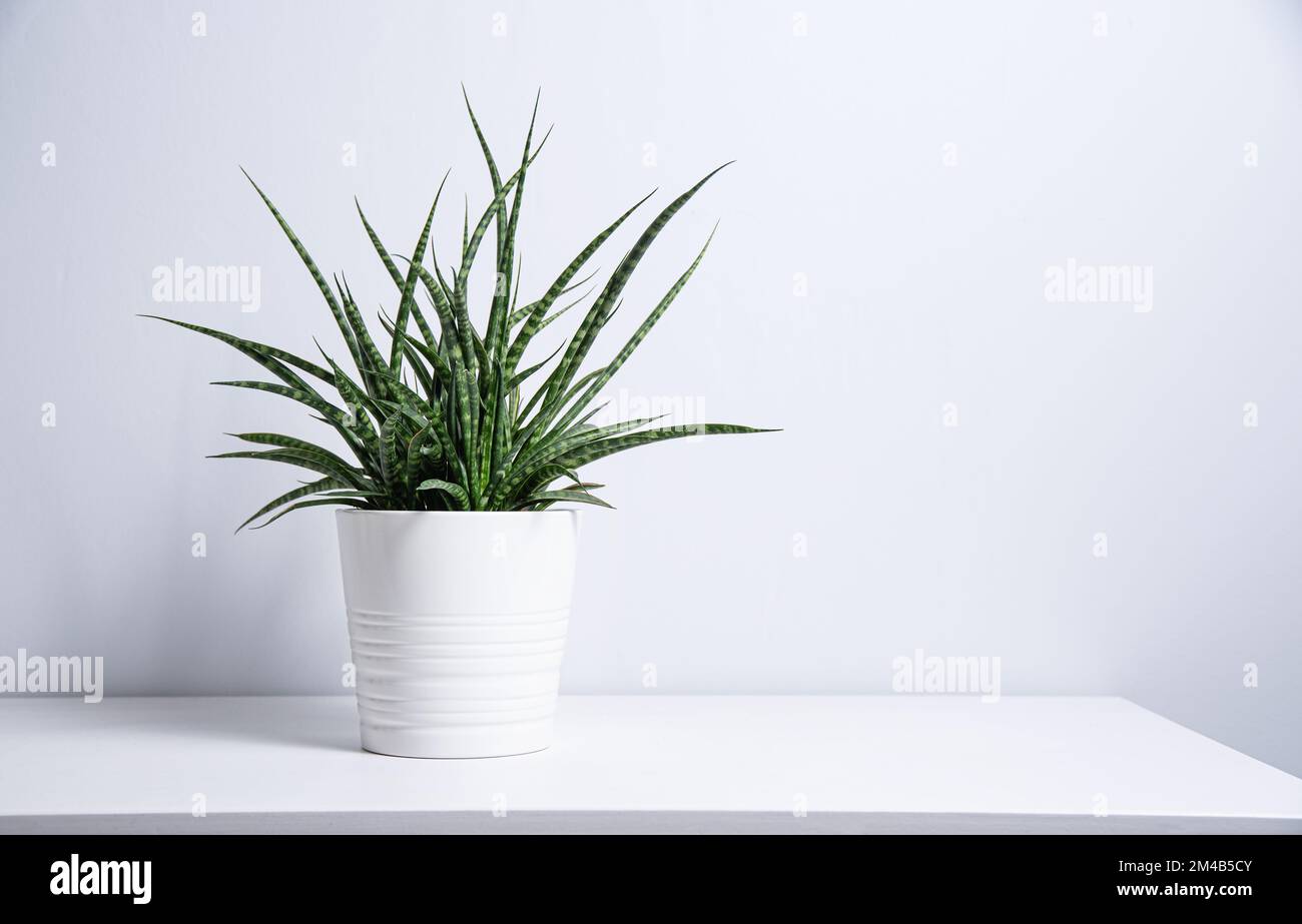 Sansevieria plant in a white pot on a gray background. Scandinavian style. Front view and copy space Stock Photo