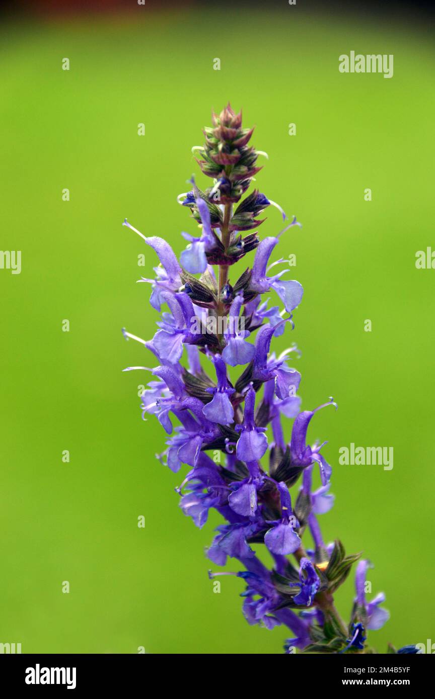 Salvia a sylvestris hi-res stock photography and images - Alamy