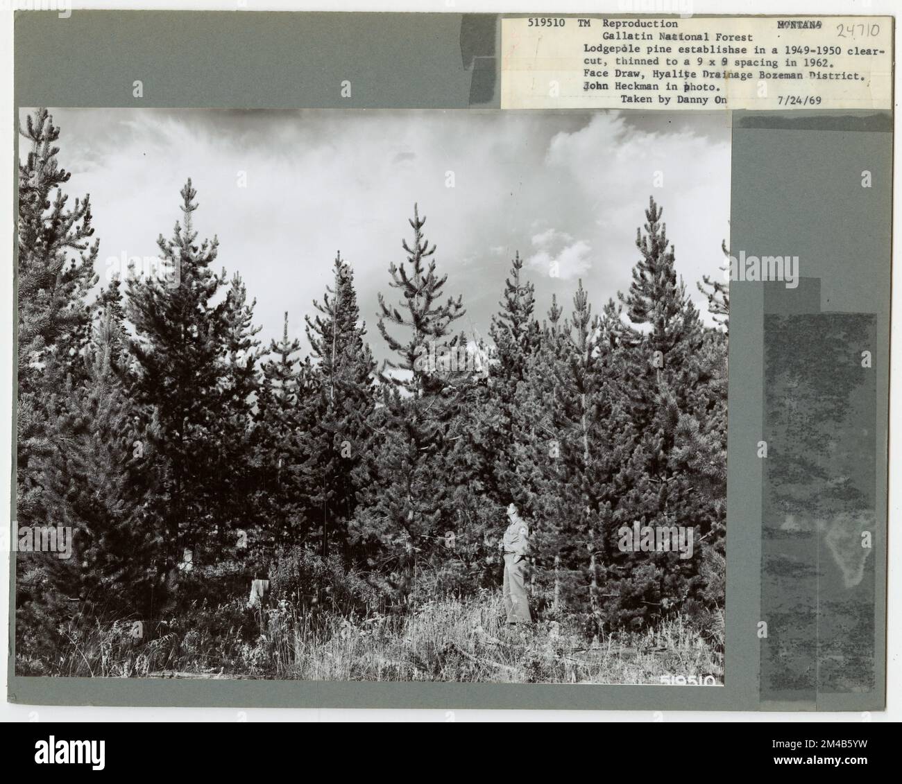 Reforestation - Montana. Photographs Relating to National Forests, Resource Management Practices, Personnel, and Cultural and Economic History Stock Photo