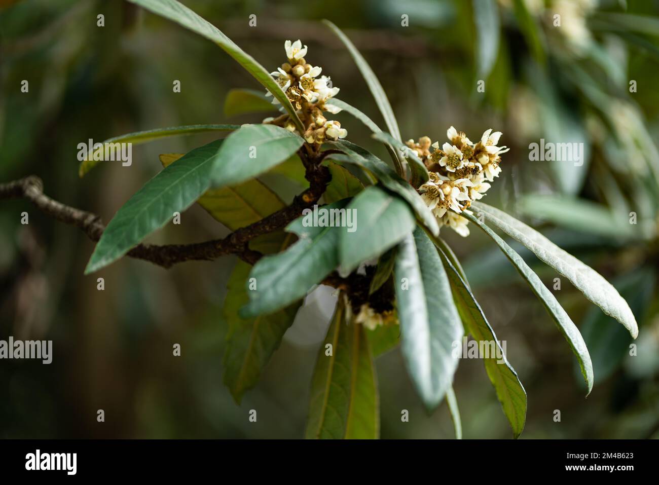 A closeup shot of the leaves of a loquat (Eriobotrya japonica) tree Stock Photo