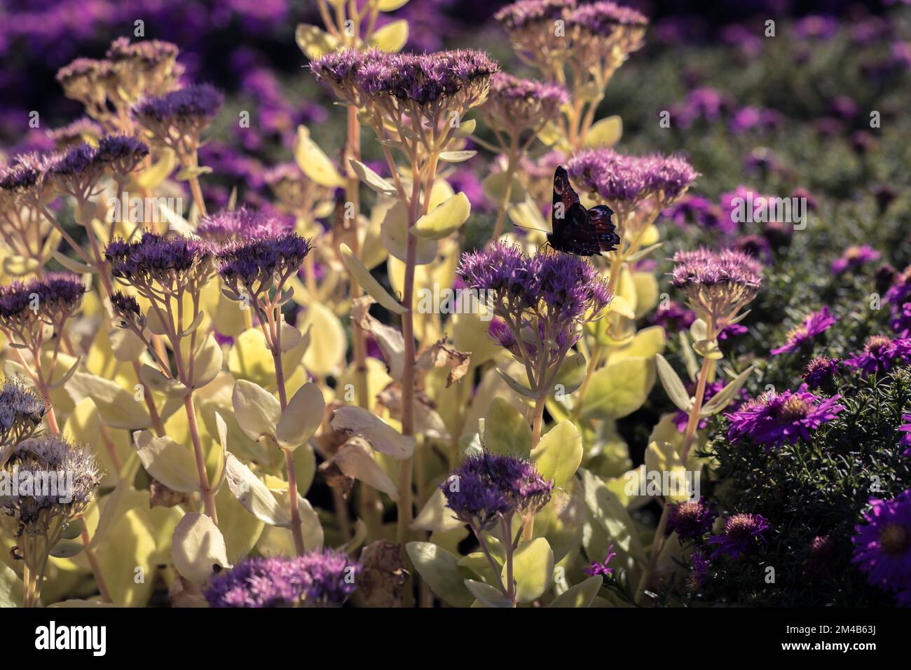 Colorful butterflies sit on flowerbeds, Aglais io. Flowers on the borders. Stock Photo