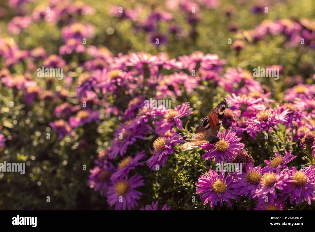 Colorful butterflies sit on flowerbeds, Aglais io. Flowers on the borders. Stock Photo