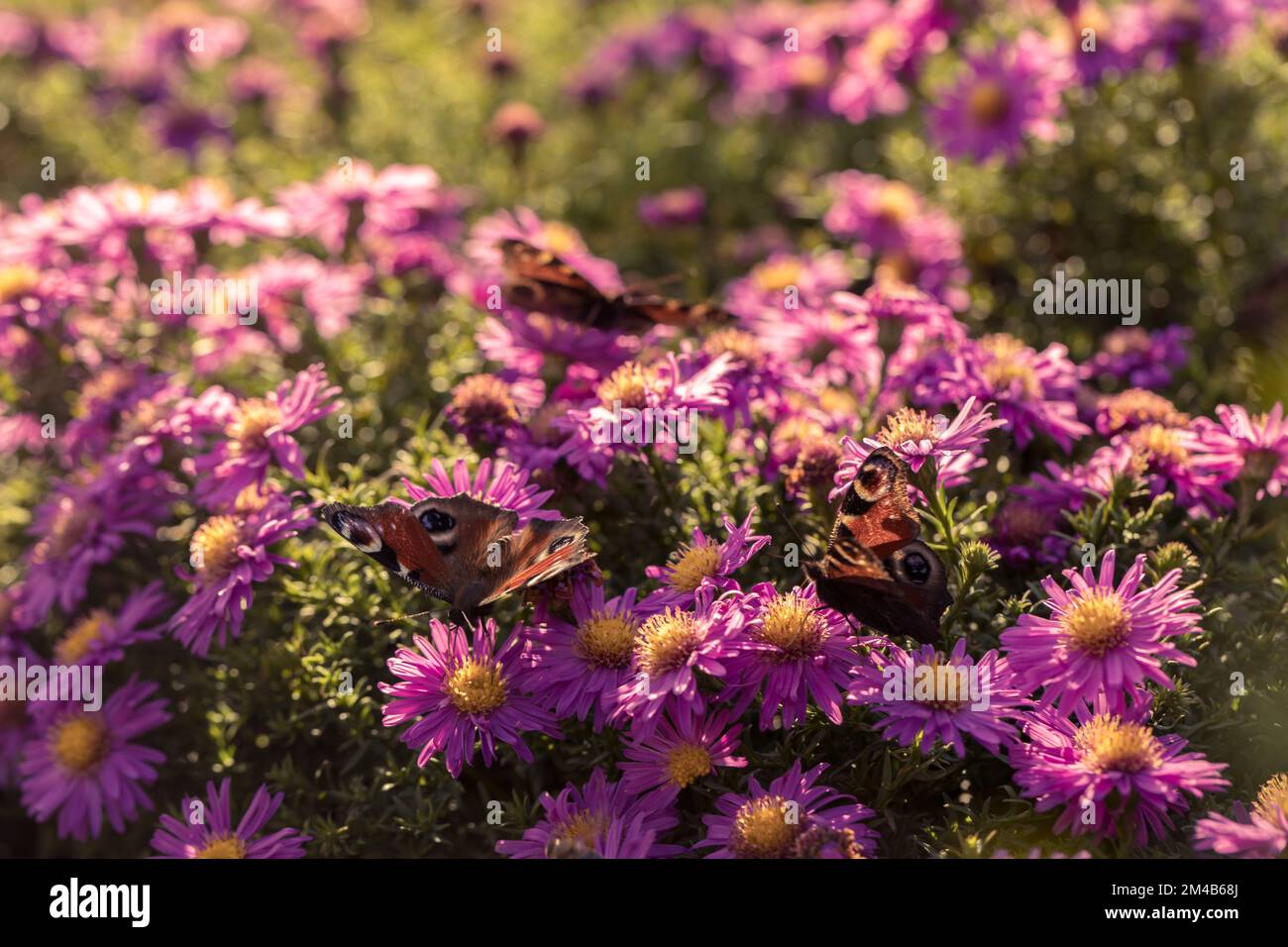 Colorful butterflies sit on flowerbeds, Aglais io. Flowers on the borders. Stock Photo